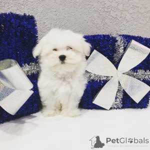 Photo №4. Je vais vendre yorkshire terrier en ville de Fournaise de Pennsylvanie. annonce privée, de la fourrière, de l'abri, éleveur - prix - négocié