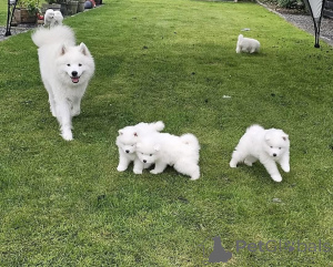 Photo №1. samoyède - à vendre en ville de Amstetten | négocié | Annonce №166143