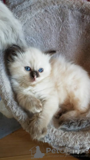 Photo №4. Je vais vendre ragdoll en ville de Saint-Pétersbourg. annonce privée - prix - 300€