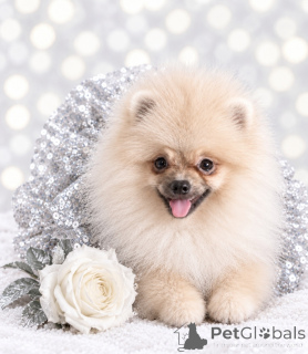 Photo №4. Je vais vendre spitz nain en ville de Dnipro. de la fourrière, éleveur - prix - 600€