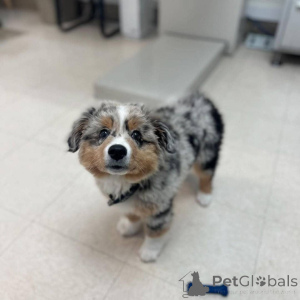 Photo №4. Je vais vendre berger d'anatolie en ville de Helsinki. annonce privée - prix - négocié