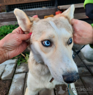 Photo №3. Le chien miracle le plus mignon. Fédération de Russie