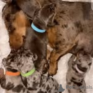 Photo №3. Wunderschöne Dackelwelpen ... WhatsApp 44 7453 907158. Allemagne