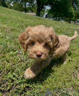 Photo №1. chien bâtard - à vendre en ville de Berlin | négocié | Annonce №169007