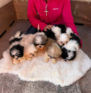 Photo №1. shih tzu - à vendre en ville de Böblingen | 350€ | Annonce №178880