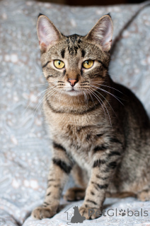 Photo №4. Je vais vendre  en ville de Minsk.  - prix - Gratuit