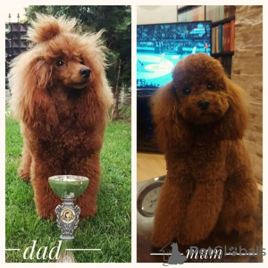 Photo №4. Je vais vendre caniche (jouet) en ville de Belgrade. éleveur - prix - négocié