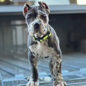 Photo №2 de l'annonce № 158576 de la vente cane corso - acheter à Allemagne annonce privée