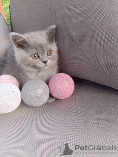 Photo №4. Je vais vendre british shorthair en ville de Narol. annonce privée - prix - 2000€