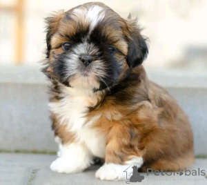 Photo №4. Je vais vendre shih tzu en ville de Berlin. éleveur - prix - 500€