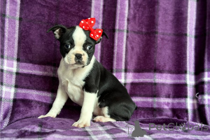 Photo №1. terrier de boston - à vendre en ville de Berlingrod | négocié | Annonce №170494