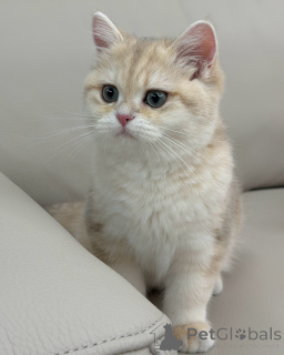 Photo №4. Je vais vendre british shorthair en ville de Flensburg. annonce privée - prix - négocié
