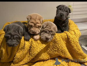 Photo №3. Shar Pei Puppys..whatsapp moi au 44 7453 907158. Allemagne