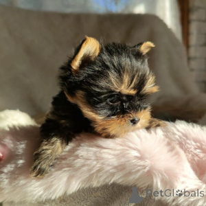 Photo №3. Stammbaum Yorkshire Terrier Welpe. Allemagne