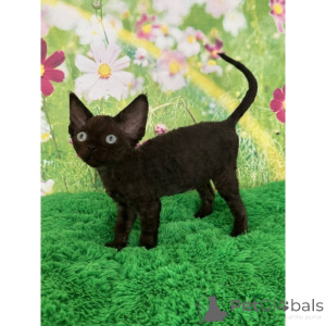 Photo №1. devon rex - à vendre en ville de Corby | 350€ | Annonce № 174384