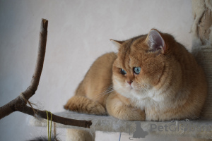 Photo №4. Je vais vendre british shorthair en ville de Stockholm. annonce privée, de la fourrière, éleveur - prix - 2000€