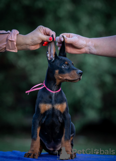 Photo №4. Je vais vendre dobermann en ville de Belgrade.  - prix - négocié