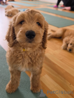 Photo №2 de l'annonce № 178091 de la vente golden retriever - acheter à Allemagne annonce privée