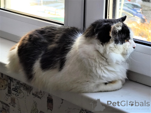 Photo №3. Donnez un foyer au chat !. Biélorussie