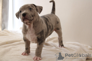 Photo №4. Je vais vendre american bully en ville de Paris. éleveur - prix - 5000€