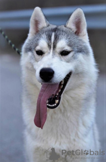 Photo №1. husky de sibérie - à vendre en ville de Măgurele | 300€ | Annonce №32777