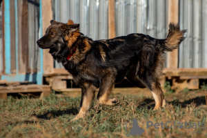 Photo №2 de l'annonce № 8304 de la vente chien bâtard - acheter à Fédération de Russie de l'abri