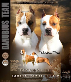 Photos supplémentaires: Chiots American Staffordshire Terrier