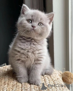 Photo №2 de l'annonce № 155690 de la vente british shorthair - acheter à Norvège annonce privée