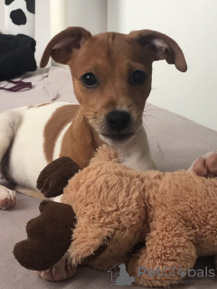 Photo №3. Fille Jack Russell. Allemagne