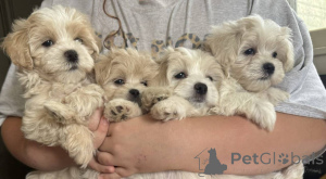 Photo №1. maltipu - à vendre en ville de Hessisch Oldendorf | 900€ | Annonce №150163