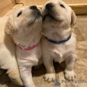 Photo №3. Chiot Labrador Retriever. Allemagne