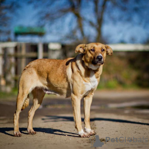 Photo №4. Je vais vendre chien bâtard en ville de Москва. annonce privée - prix - Gratuit