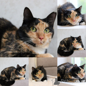 Photo №1.  - à vendre en ville de Minsk | Gratuit | Annonce № 165022