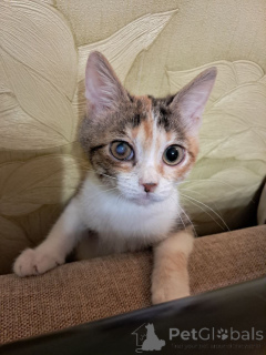 Photo №1.  - à vendre en ville de Rivière moscou | Gratuit | Annonce № 162927