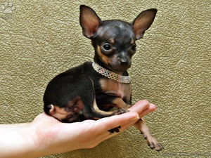 Photo №2. Service d'accouplement petit chien russe. Prix - 90€