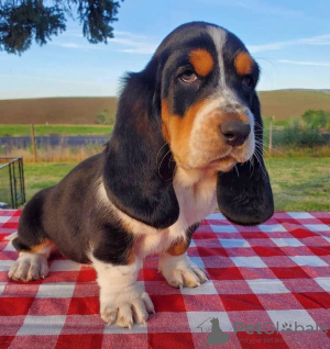 Photo №1. basset hound - à vendre en ville de Drama | 300€ | Annonce №114383