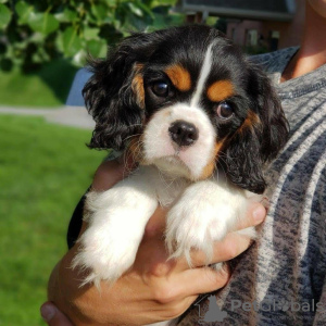 Photo №1. cavalier king charles spaniel - à vendre en ville de Katunayake | 800€ | Annonce №111733