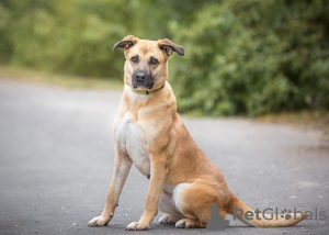 Photo №2 de l'annonce № 114281 de la vente chien bâtard - acheter à Fédération de Russie annonce privée