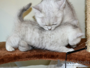 Photos supplémentaires: Des chatons British shorthair blancs comme neige vaccinés sont maintenant