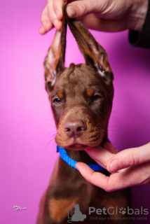 Photos supplémentaires: Chiots Doberman à vendre