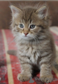 Photo №3. Chat de Ceylan. Allemagne