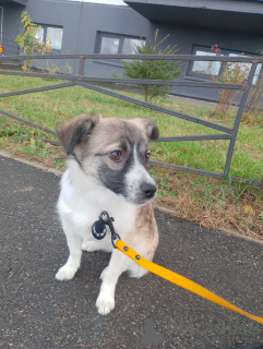 Photo №2 de l'annonce № 157818 de la vente chien bâtard - acheter à Fédération de Russie annonce privée