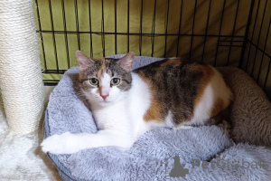 Photo №1.  - à vendre en ville de Москва | Gratuit | Annonce № 138929