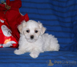 Photo №4. Je vais vendre bichon maltais en ville de Siegen.  - prix - négocié