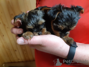 Photo №4. Je vais vendre chien bâtard en ville de Cherkasy. annonce privée - prix - 360€