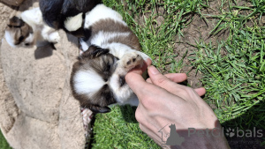 Photo №4. Je vais vendre lhassa apso, pékinois, shih tzu en ville de Riga. annonce privée, de la fourrière, éleveur - prix - 600€