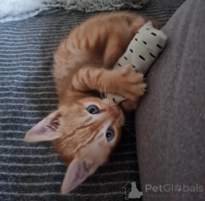 Photo №4. Je vais vendre toyger en ville de Enontekiö. annonce privée, éleveur - prix - 350€