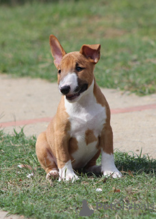 Photos supplémentaires: Chiots Mini Bull Terrier