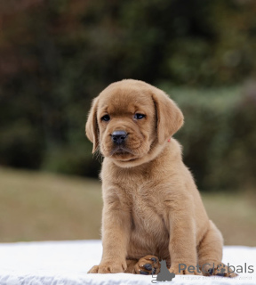 Photo №2 de l'annonce № 160258 de la vente  - acheter à La Grande-Bretagne 