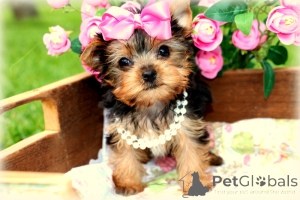 Photo №1. yorkshire terrier - à vendre en ville de Ville de Londres | Gratuit | Annonce №144461